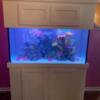 90 Gallon Salt Water Tank