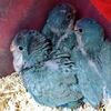 Blue Quaker babies