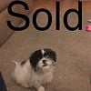 Shih tzu purebred male for sale - SOLD