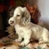 RTG! Registered Miniature Dachshund (Athena)