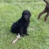 F1 Labradoodles male and female