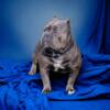 American Bully Adult Male Ukc, Abr registered