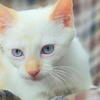 Flame Point Siamese