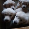 Akc Golden Retriever Puppy Male