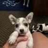 Chihuahua Puppies Ready 8/4/26