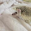 Hedgehog and Enclosure For Sale