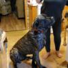 Male Daniff/Mastiff Puppy (Price Reduced).