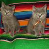British Shorthair kittens