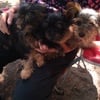 purebred Micro Yorkie puppies for sale