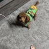 9 month old Red miniature poodle male