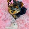 Yorkshire Terriers, Chihuahuas, Poodles, Pomeranians, Malteses