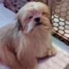 Akc lhasa apso puppies  for sale kewanna Indiana