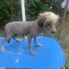 Adorable hairless male puppy available now