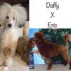 F2B Miniature Aussiedoodle Puppies REDUCED