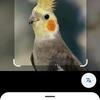 Cockatiels
