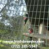 Young pairs of Crimson Bellied Conures available at $1,600 per pair