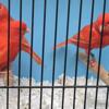 Red factor canaries for sale