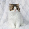 Adorable Brown Tabby Van Persian Males