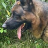 German shepherd male for stud import SV hips elbows and DM Clear/clear