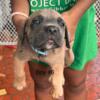 Corso pups looking for home