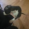 Staffordshire bully mix