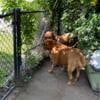 Rehome Male & Female Pure-Bred French Mastiff