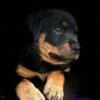 Akc Registered Rotties for sale