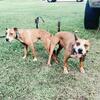 Jeep redboy rascal pups