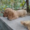 AKC full registration long haired miniature dachshund male