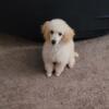 Toy Poodle (cream male)