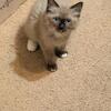 RagdollFemale Kitten/TICA Registered