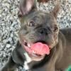 Small female French Bulldog trade/buy long hair chihuahua