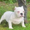 Males an Females  American bully puppies looking for there new homes