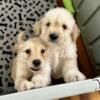 Adorable mini and small standard Goldendoodle puppies