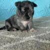 AKC Long-haired Chihuahua Puppies