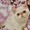 Beautiful flame point exotic shorthair female!