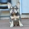 Blue tri male frenchie