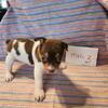 Rat Terrier pups males