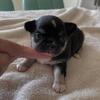 Maya is a 3 weeks old today