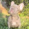 Male French Bulldog Available