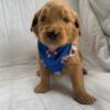 F1 Golden Doodle (FLINT) (Blue bow)