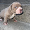 “Bruno” American bully 