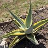 Agave guingola variegated 