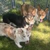 Corgi pups younger adults