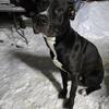 Drago – Loyal Male Dog Seeking a Forever Home
