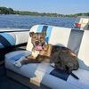 Catahoula leopard dog