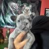 Akc French Bulldog puppys