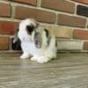 VM Harlequin Holland Lop Junior Buck