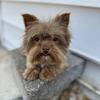 CKC Young Adult Teacup Chocolate Male Yorkie 