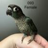 Turquoise Green cheek conure